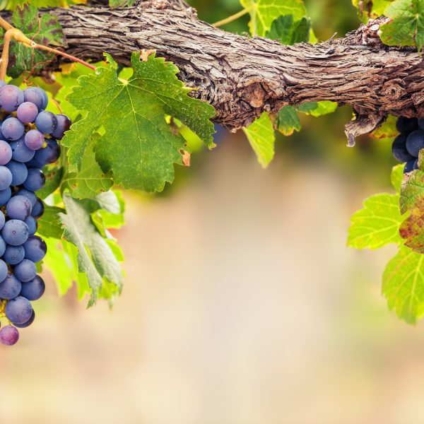 shutterstock_253302160